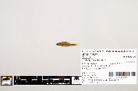 Notropis texanus image