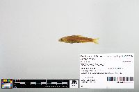 Notropis blennius image
