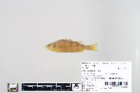 Perca flavescens image