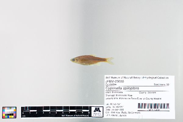 Cyprinella image