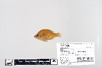 Lepomis humilis image