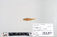 Perca flavescens image