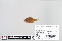 Lepomis gibbosus image
