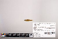 Notropis percobromus image