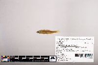 Notropis percobromus image