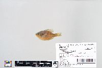 Lepomis gibbosus image