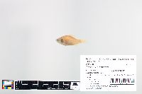 Carassius auratus image