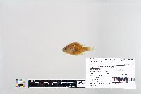 Lepomis macrochirus image