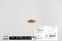 Lepomis humilis image