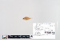 Lepomis humilis image