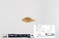 Lepomis humilis image