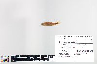 Cyprinella spiloptera image