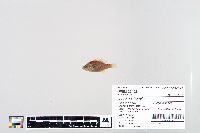 Lepomis humilis image