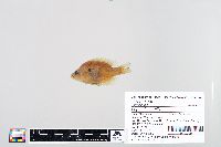 Lepomis humilis image