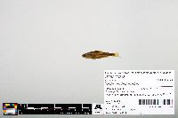 Notropis heterodon image
