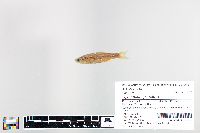 Cyprinella spiloptera image