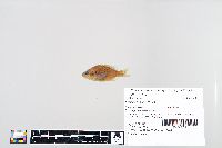 Lepomis humilis image