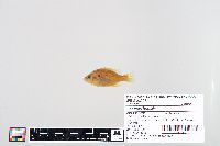 Lepomis humilis image