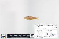 Cyprinella spiloptera image