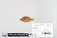 Lepomis humilis image