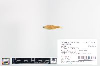 Cyprinella spiloptera image