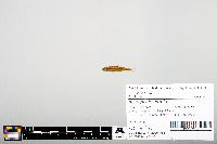 Notropis heterodon image