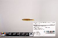 Notropis percobromus image