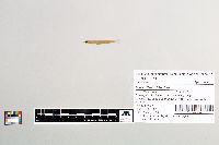 Osmerus mordax image