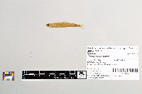 Osmerus mordax image