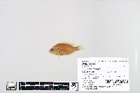 Lepomis humilis image