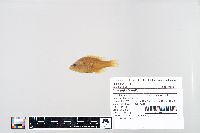 Lepomis humilis image