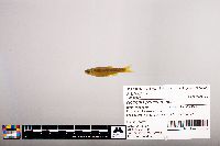 Notropis percobromus image