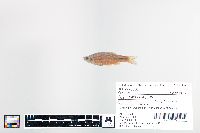 Cyprinella spiloptera image