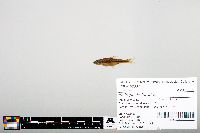 Notropis heterodon image