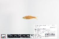 Cyprinella spiloptera image
