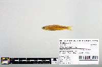Notropis blennius image