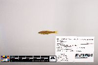 Notropis percobromus image