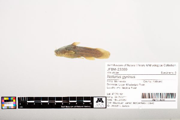 Noturus gyrinus image
