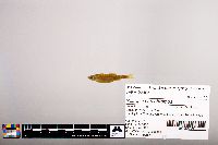 Notropis percobromus image