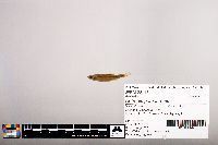 Notropis percobromus image