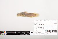 Noturus gyrinus image