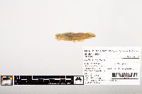 Noturus gyrinus image