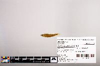 Notropis percobromus image