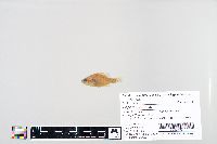 Lepomis humilis image