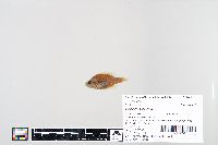 Lepomis humilis image