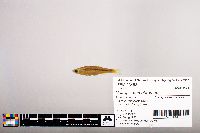 Notropis percobromus image