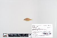 Lepomis humilis image