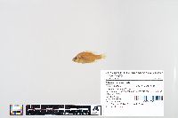 Lepomis humilis image