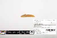 Noturus gyrinus image