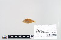 Lepomis humilis image